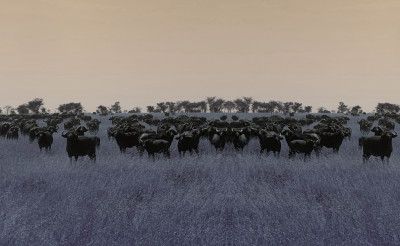 Una mandria di bufali che guarda verso di noi, in un'immagine desaturata